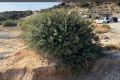 Luxus Strandbungalow Salvya Typ A