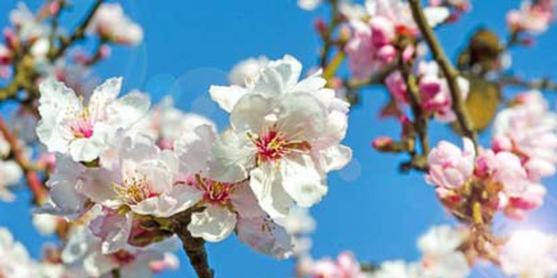 Die Mandelblüte auf Mallorca