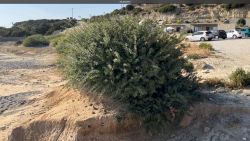 Luxus Strandbungalow Salvya Typ A